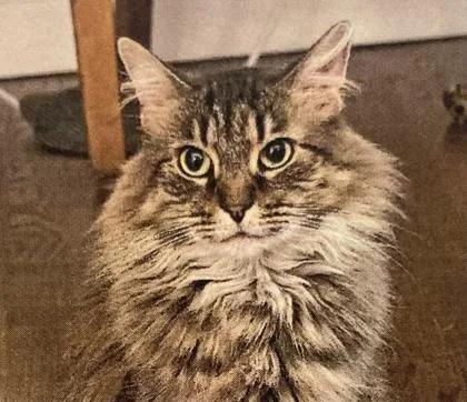An adult small-sized female Domestic Long Hair cat named Nahla for adoption in Cincinnati, OH