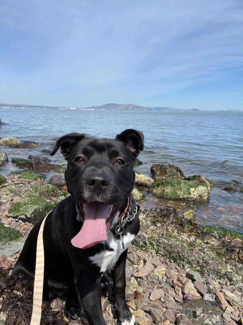 A young medium-sized female Pit Bull Terrier dog named Robin for adoption in Burlingame, CA