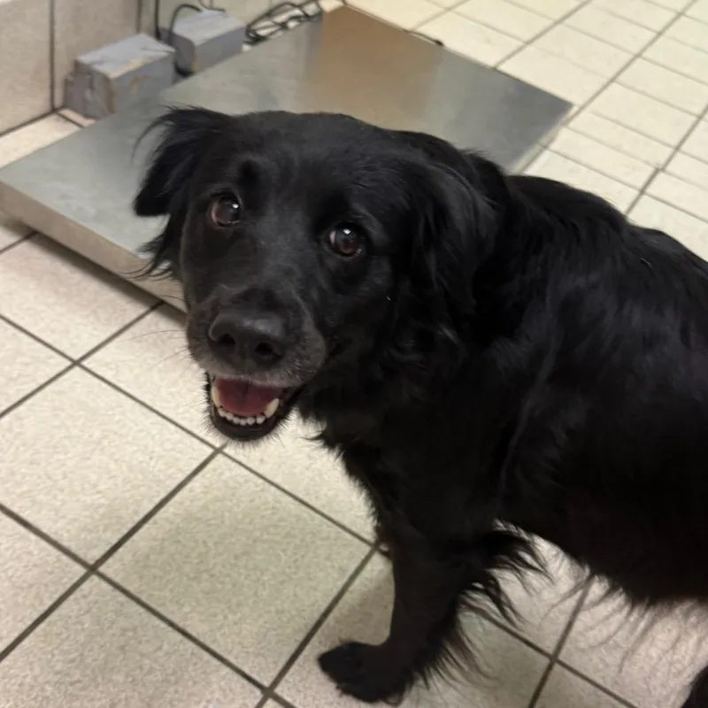 An adult medium-sized female Black Mixed Breed dog named Sassy for adoption in Charleston, WV