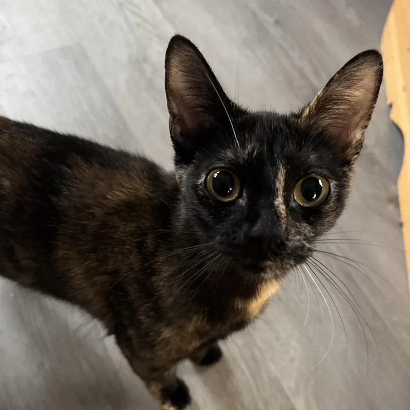 A young medium-sized female Tortoiseshell Domestic Short Hair cat named Mabel for adoption in Renton , WA