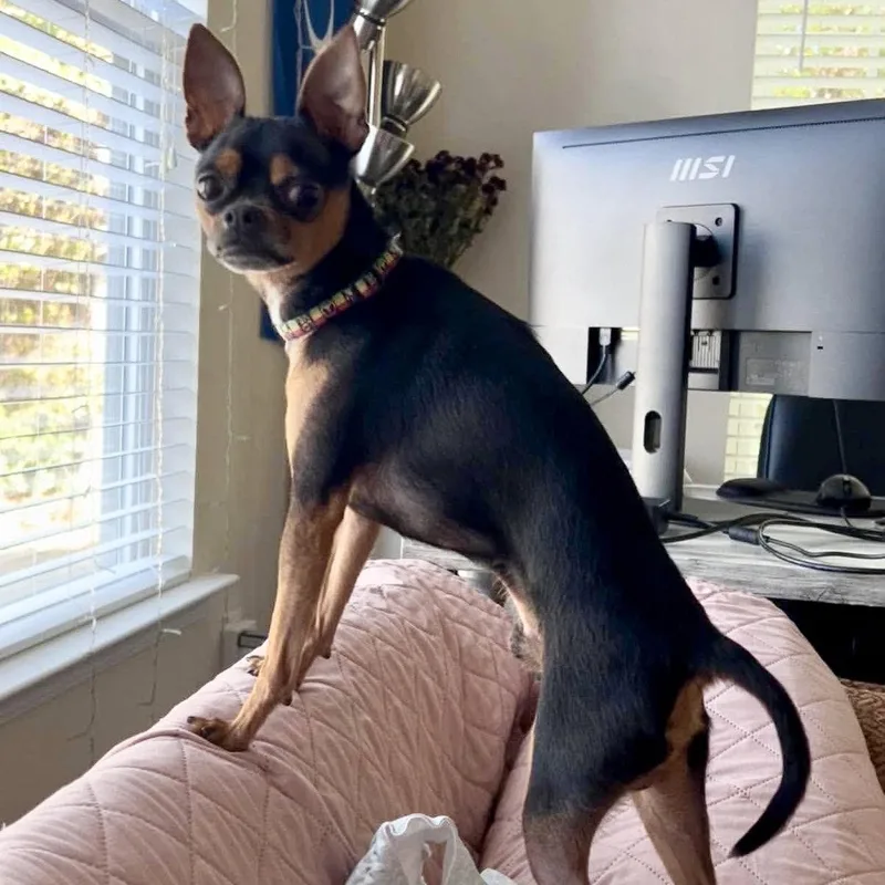 An adult small-sized male Chihuahua dog named Loki for adoption in Hillsborough , NC