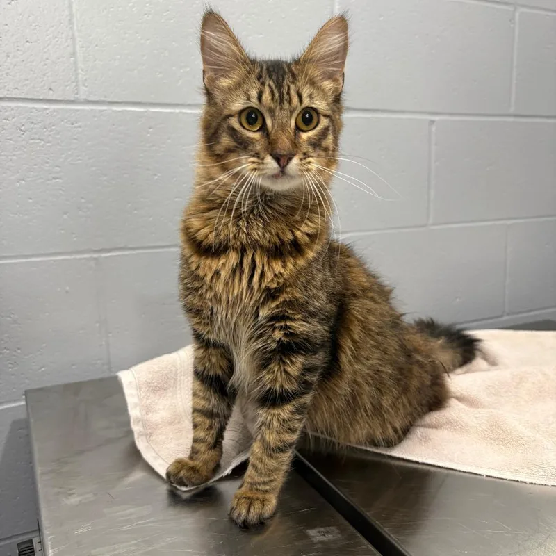 An adult medium-sized male Black Domestic Long Hair cat named Bramble for adoption in Cabot, AR