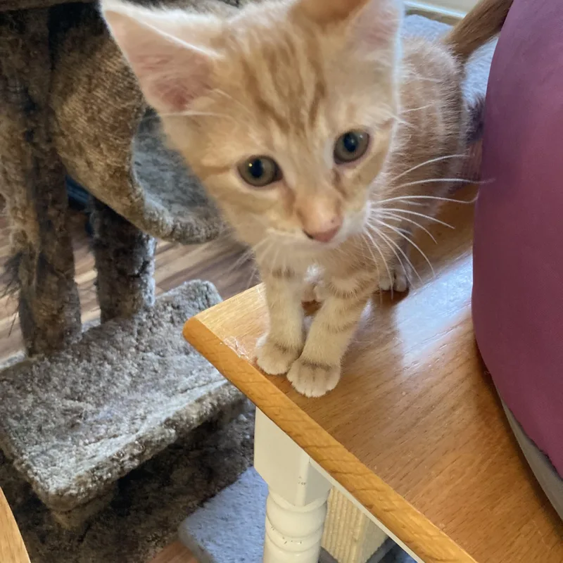 A baby medium-sized male Tabby (Orange / Red) Domestic Short Hair cat named Scout for adoption in Greensboro, NC