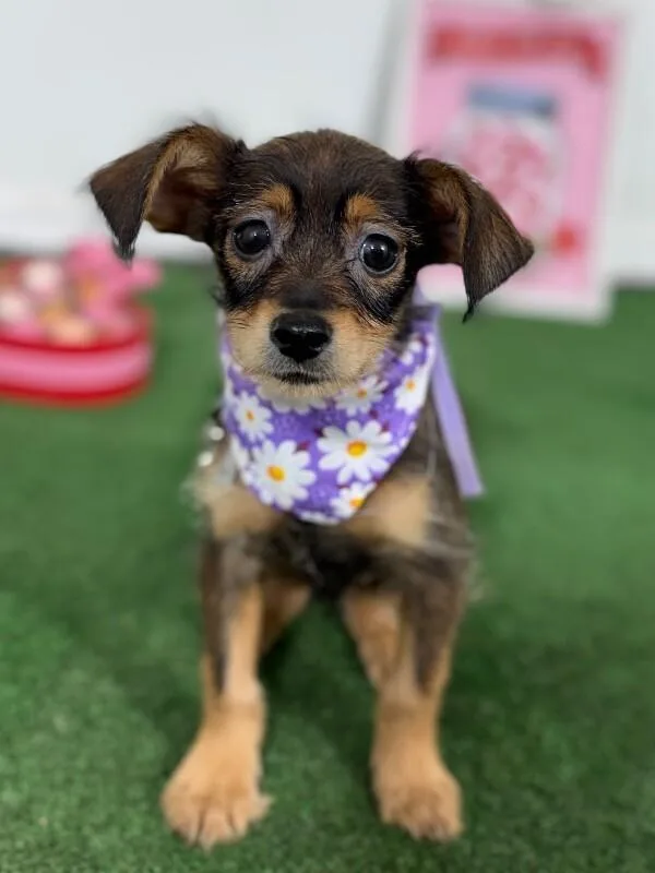 A baby small-sized female Brown / Chocolate Chihuahua dog named Bree for adoption in Carlsbad, CA