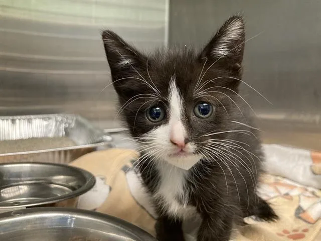 A baby small-sized female Domestic Short Hair cat named A for adoption in Tustin, CA