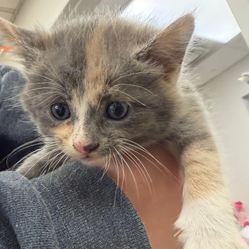 A baby small-sized female Domestic Medium Hair cat named Ashley for adoption in Birmingham, AL