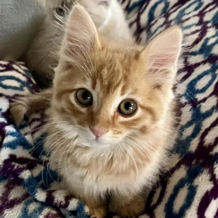 Albert