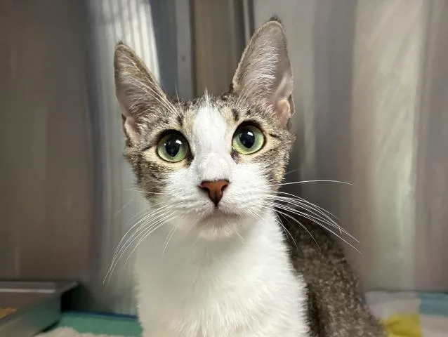 A young medium-sized female Domestic Short Hair cat named Theresa for adoption in Pensacola, FL