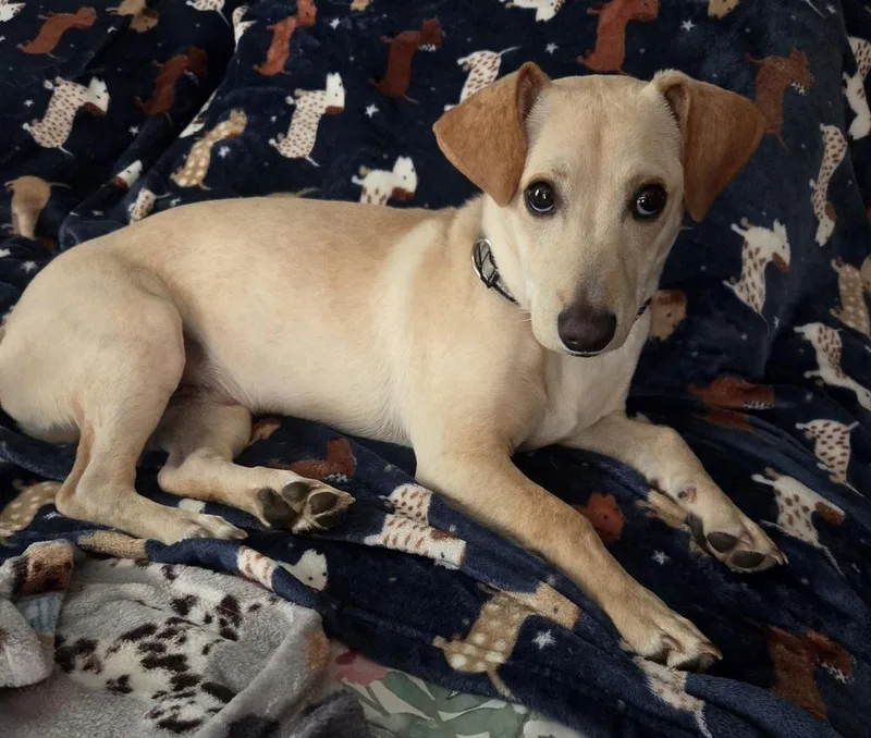 A baby medium-sized male Mixed Breed dog named Romeo for adoption in Lansing, MI