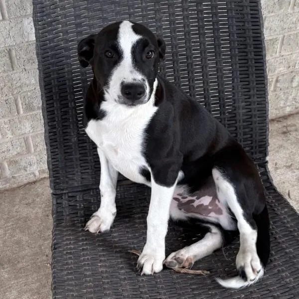 A young medium-sized male Black American Staffordshire Terrier dog named Eclipse for adoption in Houston, TX
