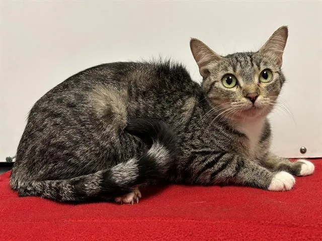 A young medium-sized female Domestic Short Hair cat named Ocean for adoption in Sacramento, CA