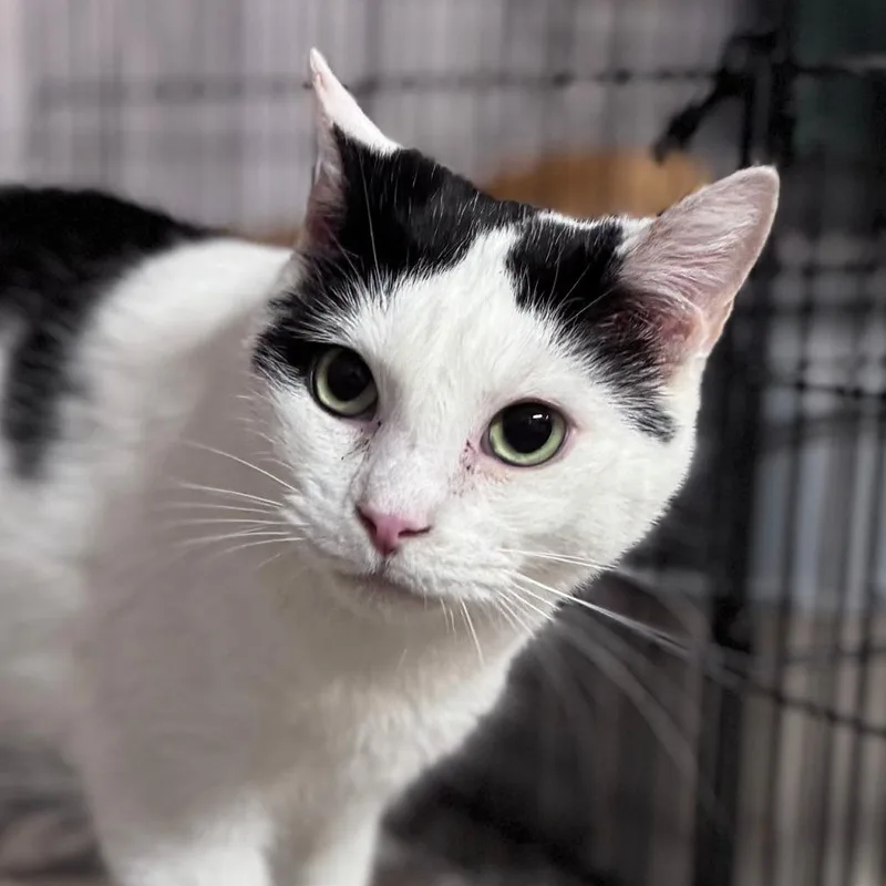 An adult medium-sized male Black & White / Tuxedo Domestic Short Hair cat named Holstein for adoption in Rixeyville, VA