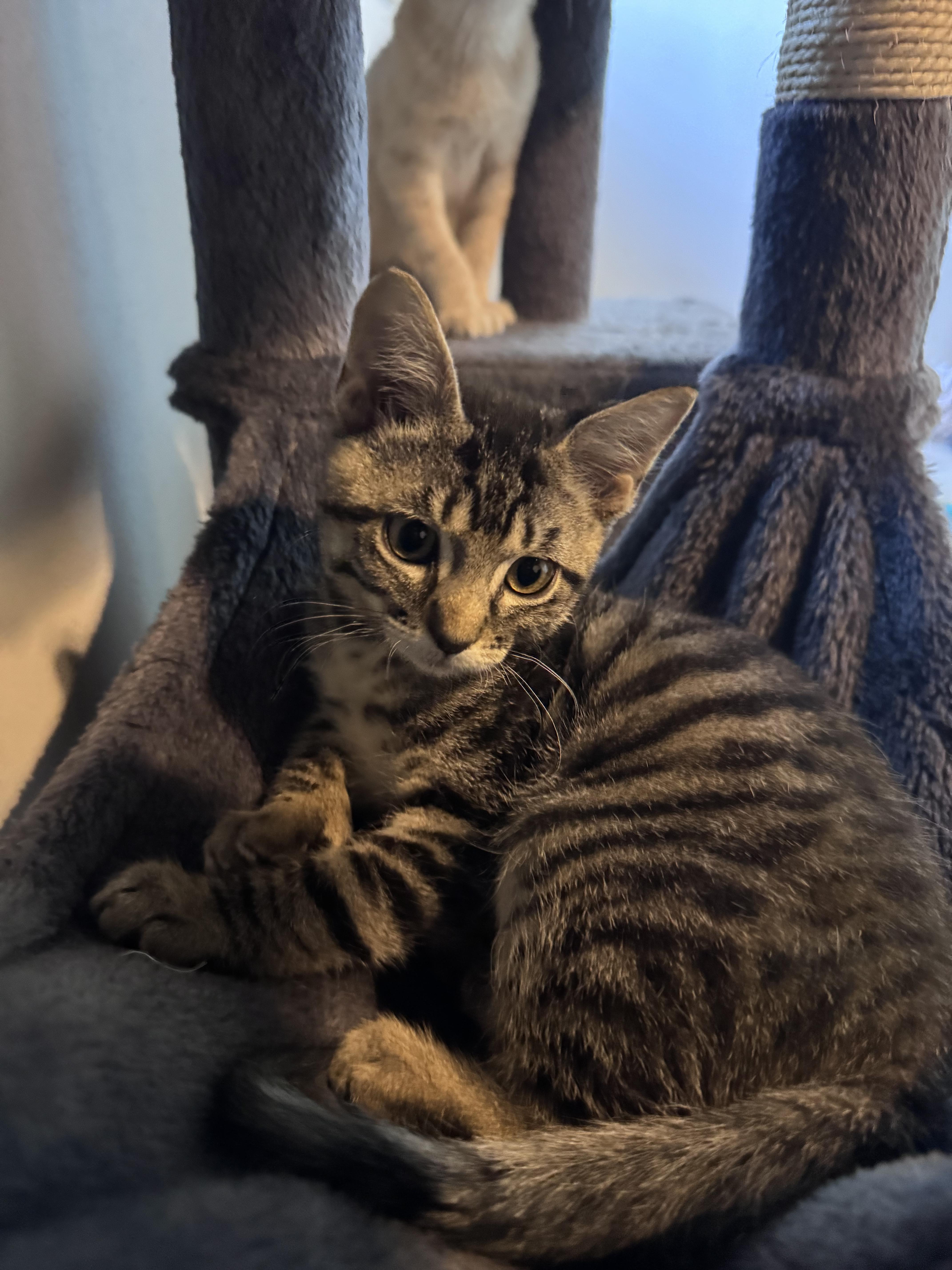 A baby medium-sized male Tabby (Gray / Blue / Silver) Domestic Short Hair cat named Rockwood...Extra toes extra for adoption in Murfreesboro, TN