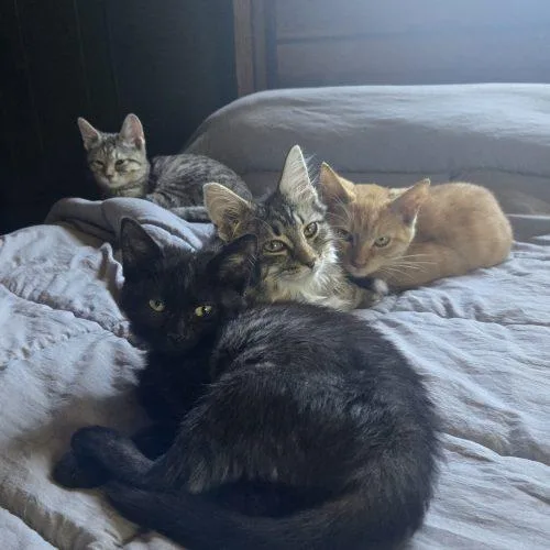 A baby small-sized male Orange / Red Domestic Short Hair cat named Thing for adoption in Tipp City, OH