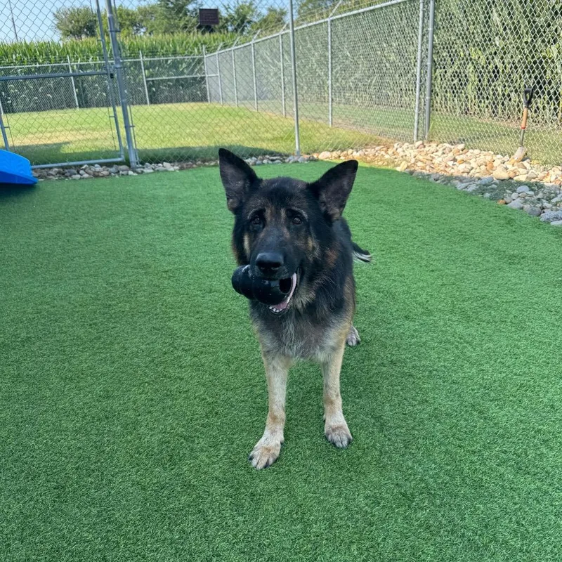 An adult large-sized male Brown / Chocolate Shepherd dog named Fury for adoption in Sullivan, IL