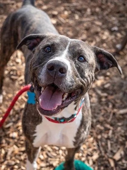 An adult large-sized male Mixed Breed dog named Tommy Tot for adoption in Chamblee, GA
