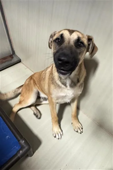 A young medium-sized male Yellow / Tan / Blond / Fawn Shepherd dog named Bear  Urgent And for adoption in Thousand Oaks, CA