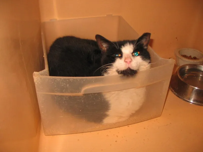 A senior medium-sized female Black & White / Tuxedo Domestic Short Hair cat named Old Mama for adoption in Brooklyn, NY