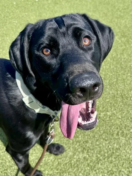 Little Foot thumbnail 3