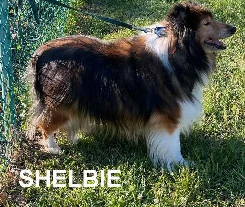 Shelbie thumbnail 3