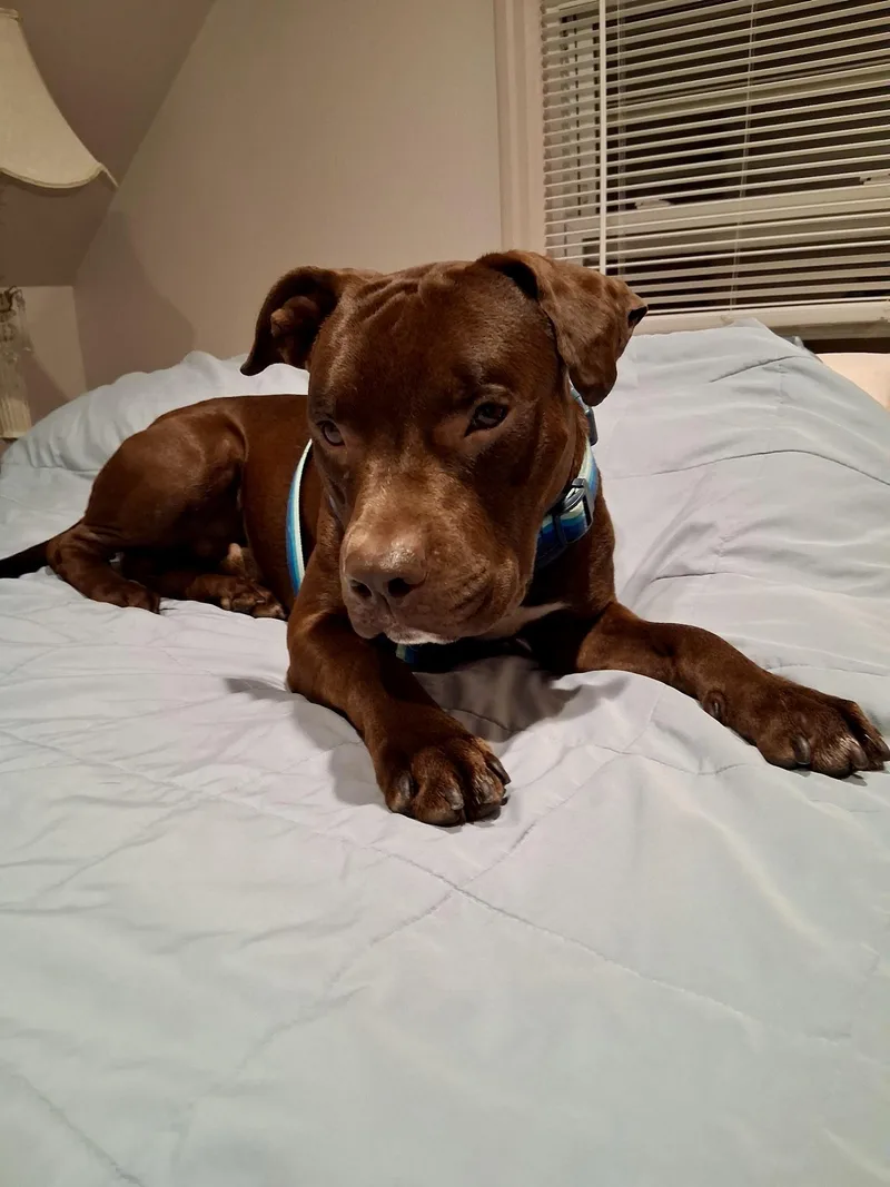 A young large-sized male Brown / Chocolate Pit Bull Terrier dog named Neptune for adoption in Sag Harbor, NY