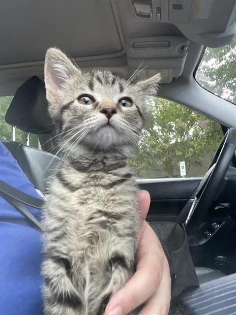 A baby small-sized female Domestic Short Hair cat named Pancake for adoption in Charlotte, NC