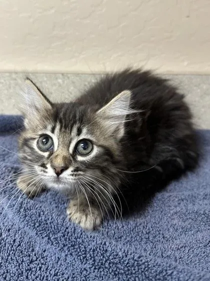 A young small-sized female Domestic Long Hair cat named Camille for adoption in Phoenix, AZ