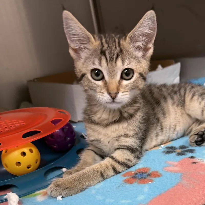 A young small-sized female Tabby (Buff / Tan / Fawn) Domestic Short Hair cat named Aeirth for adoption in Reisterstown, MD