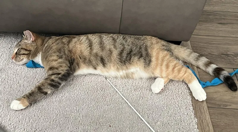 Miss Molly thumbnail 2