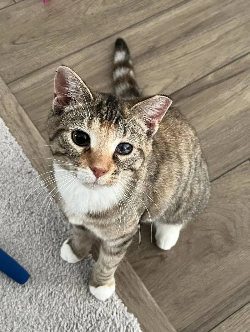 Miss Molly thumbnail 3