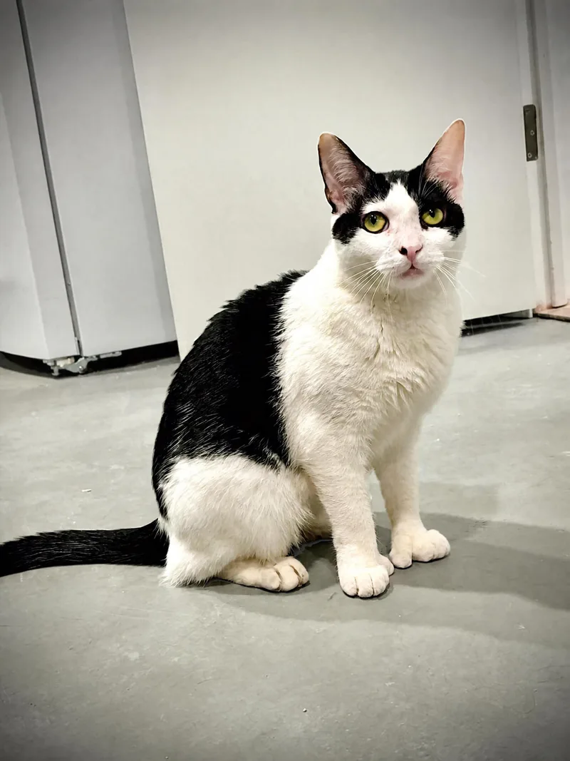 A young medium-sized female American Shorthair cat named Antheia for adoption in Highland Park, NJ