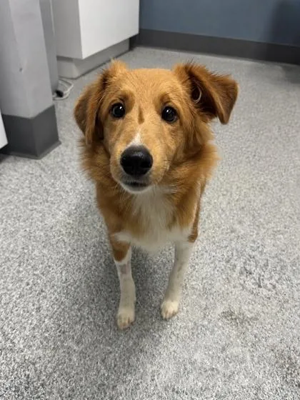 A baby small-sized male Brown / Chocolate Shetland Sheepdog / Sheltie dog named Pudgy Monkey for adoption in Tinley Park, IL