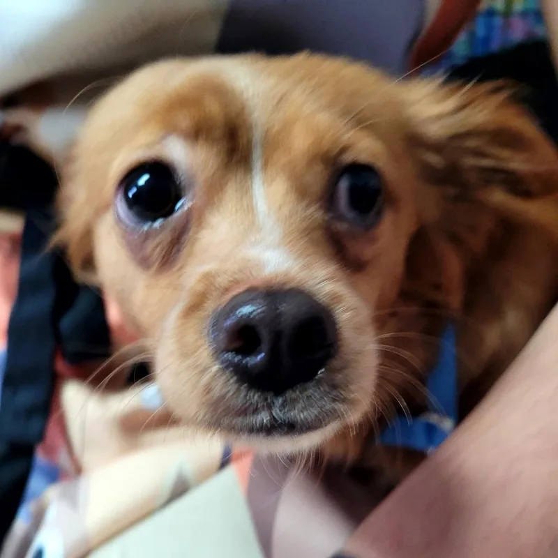 A young small-sized female Mixed Breed dog named Angel for adoption in Allyn, WA
