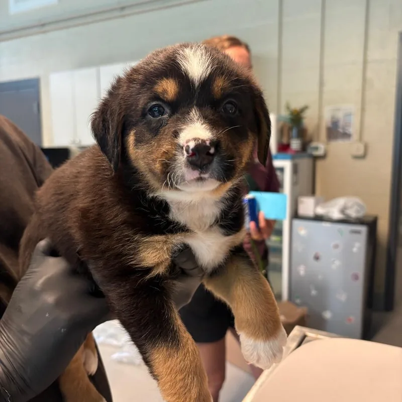 A baby small-sized female Black Rottweiler dog named Rachel for adoption in Kittanning, PA
