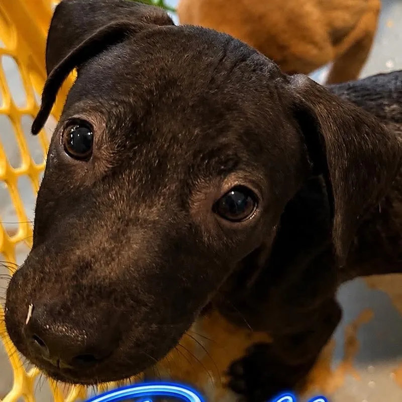 A baby medium-sized male Hound dog named Rollie for adoption in ISABELA, PR