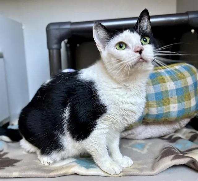 An adult large-sized female Domestic Short Hair cat named Pinky for adoption in Kalamazoo, MI