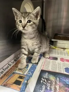 A baby small-sized female Domestic Short Hair cat named Fannie for adoption in Stockton, CA