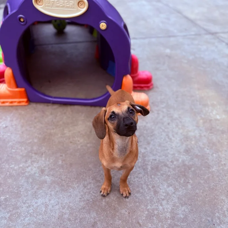 A baby medium-sized female Mixed Breed dog named Mika for adoption in Fenton, MI