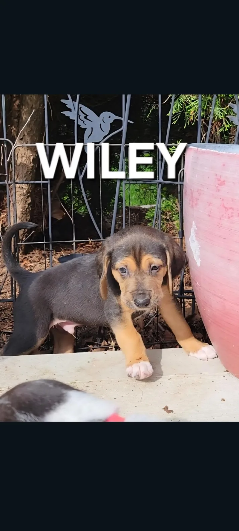 Wiley