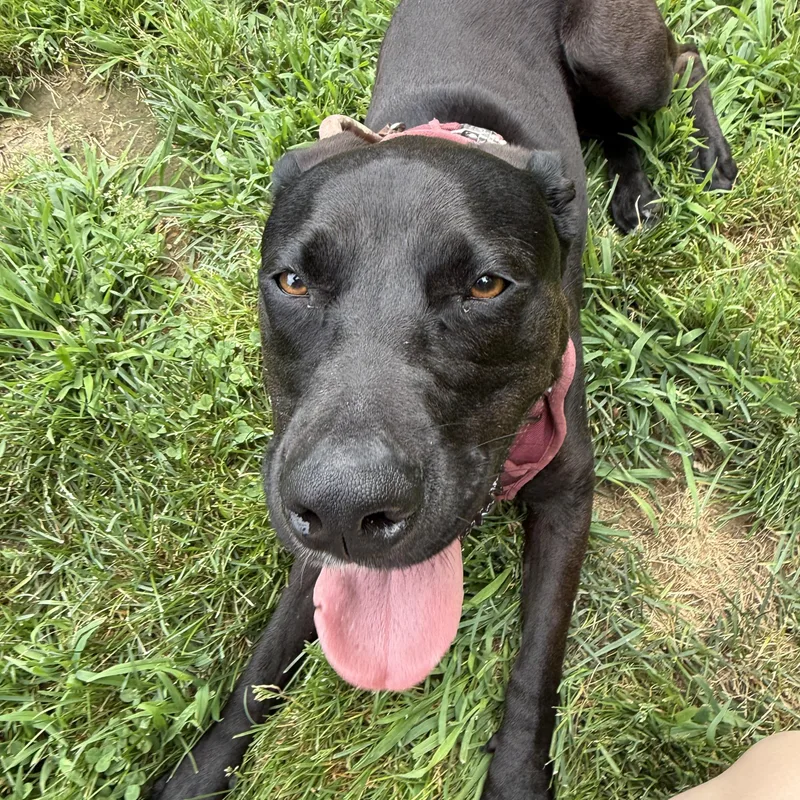 A young medium-sized female Black Labrador Retriever dog named Luna for adoption in Exeter, RI