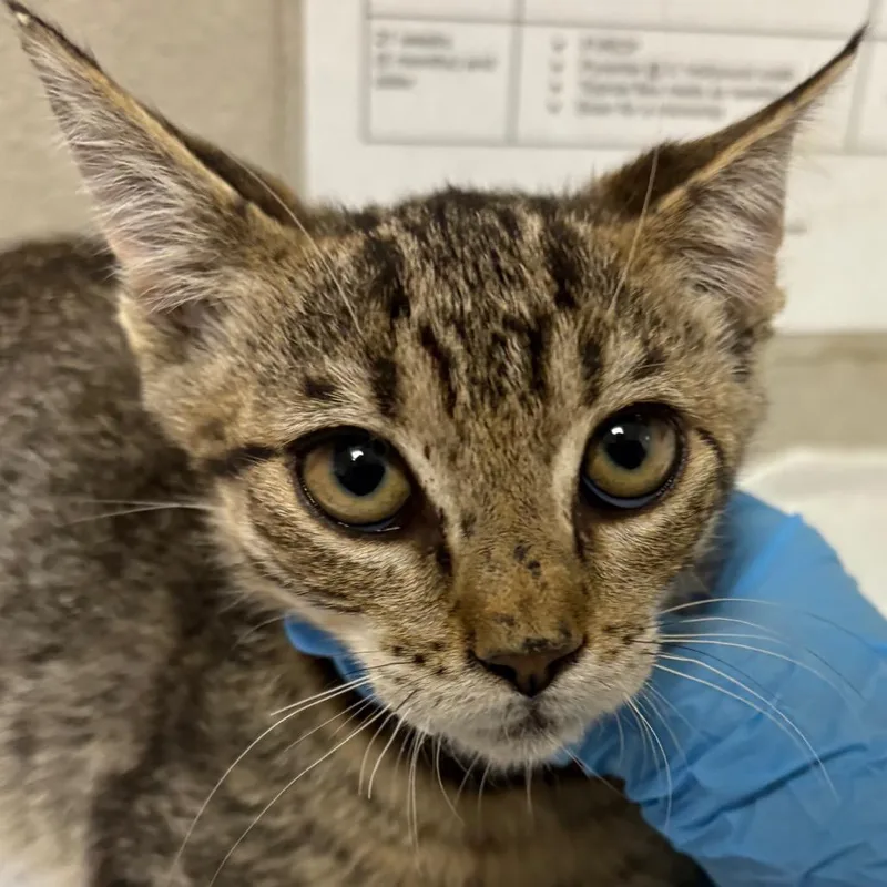 A young small-sized female Gray / Blue / Silver Domestic Short Hair cat named Dorothy for adoption in Yuma, AZ