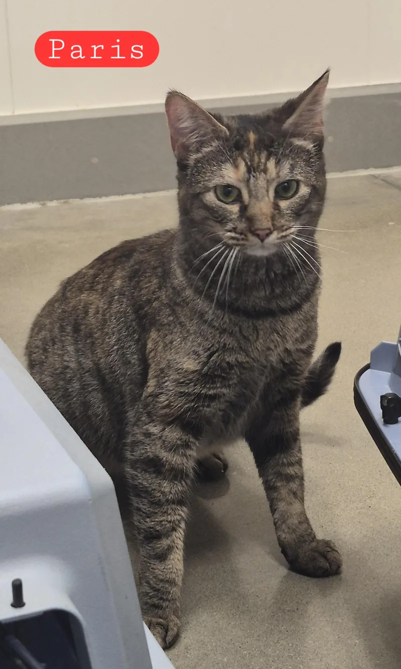 An adult medium-sized female Tortoiseshell Domestic Short Hair cat named Paris for adoption in Blue Springs, MO