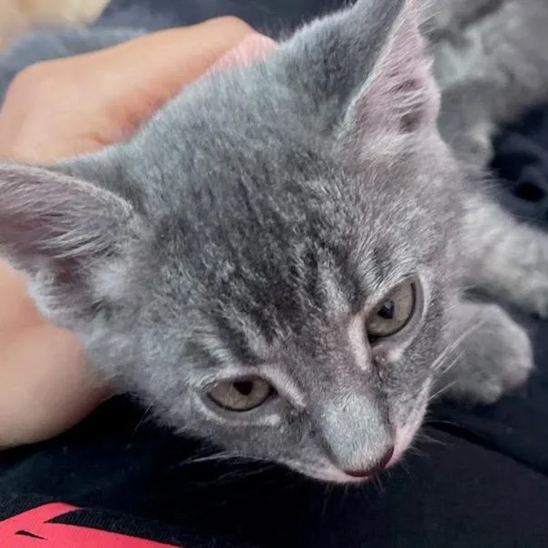 A baby small-sized female Gray / Blue / Silver Domestic Short Hair cat named Jan for adoption in Escondido, CA