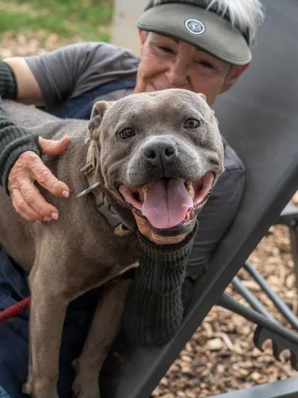 An adult medium-sized male Mixed Breed dog named Milton for adoption in Chamblee, GA