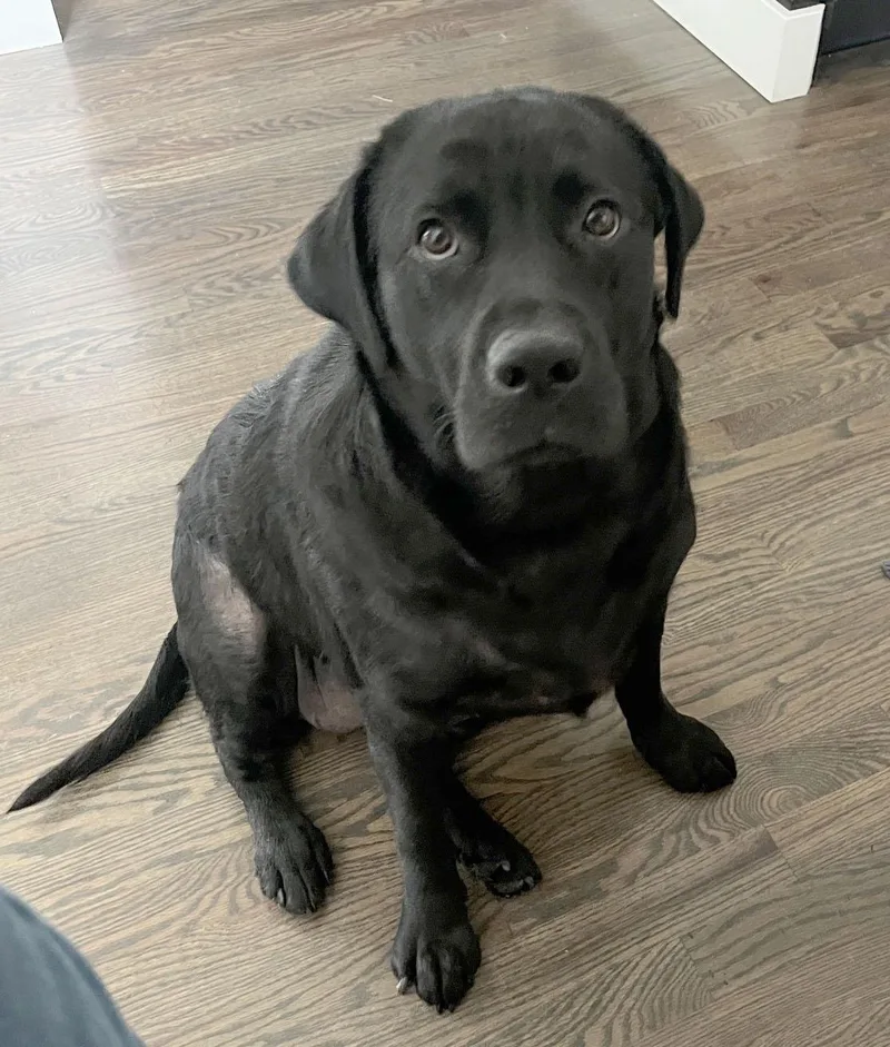 A young large-sized female Black Labrador Retriever dog named Bubbles for adoption in Concord, CA