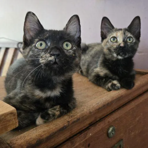 A baby small-sized female Tortoiseshell cat named Fauna for adoption in Knoxville, TN