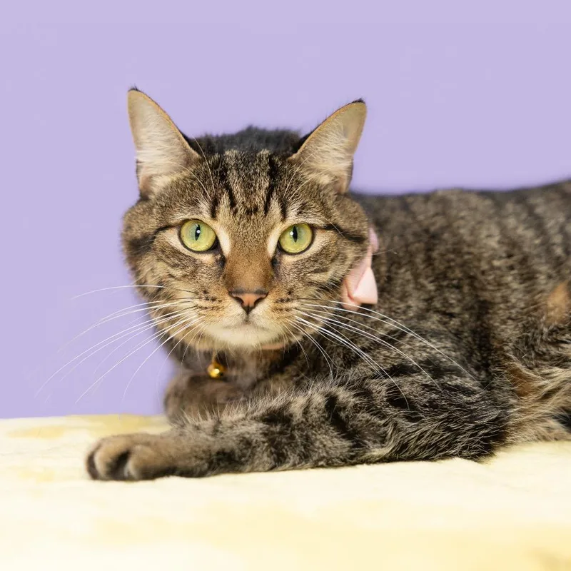 Penelope Aka Penny thumbnail 3