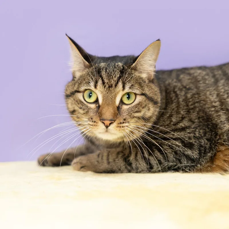 Penelope Aka Penny thumbnail 5