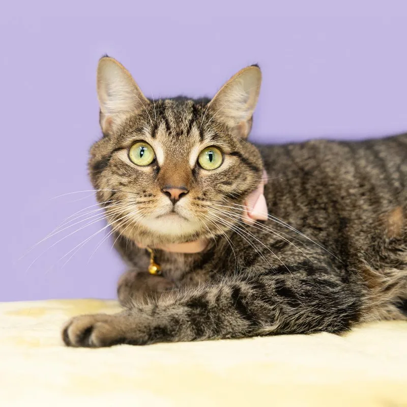 Penelope Aka Penny thumbnail 6