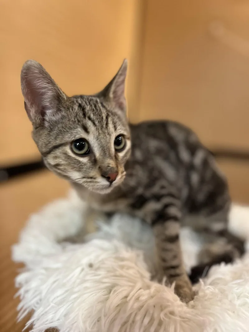 A young medium-sized male Gray / Blue / Silver Domestic Short Hair cat named Artemis for adoption in Scottsdale, AZ